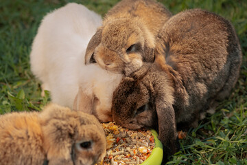 Four rabbits eating dried food from green bowl in outdoors, close up