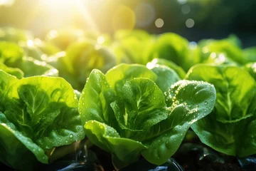 Fotobehang Closeup macro lettuce grown in greenhouse with drip irrigation hose system. © sirisakboakaew