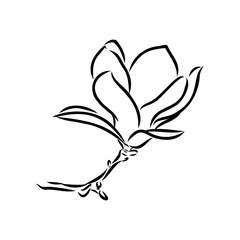 Magnolia flower Hand drawing and sketch,line art on white backgrounds hand drawn