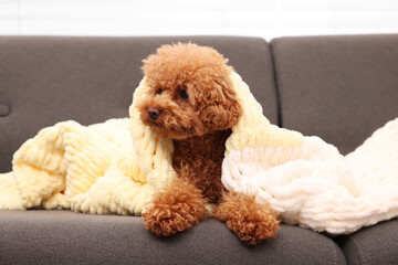 Cute Maltipoo dog with plaid resting on sofa indoors. Lovely pet