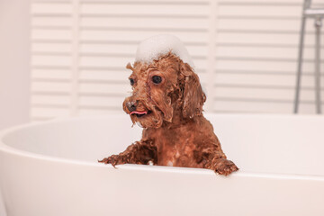 Cute Maltipoo dog with foam in bathtub indoors. Lovely pet
