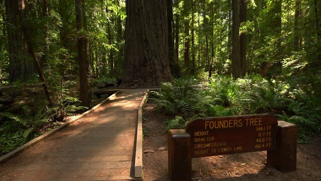 Redwood Avenue of the Giants Founders Tree Sign Humboldt California USA
