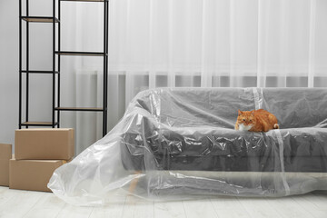Cute ginger cat resting on sofa covered with plastic film at home