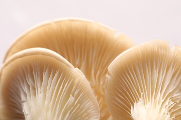 Fresh oyster mushrooms on light background, macro view