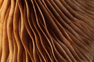 Raw forest mushroom as background, macro view