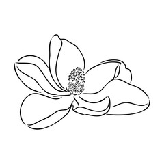 Magnolia flower Hand drawing and sketch,line art on white backgrounds hand drawn © Elala 9161