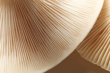 Raw forest mushrooms on beige background, macro view