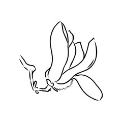 Fototapeta premium Magnolia flower Hand drawing and sketch,line art on white backgrounds hand drawn