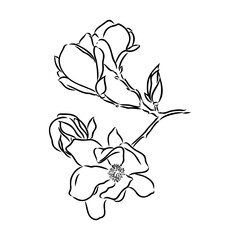 Magnolia flower Hand drawing and sketch,line art on white backgrounds hand drawn