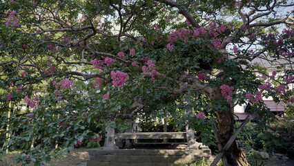 寺の境内に咲くサルスベリ