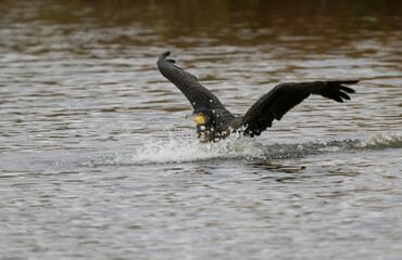 Kormoran (Phalacrocorax carbo)