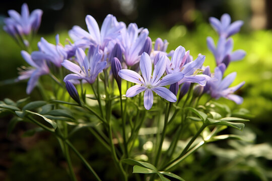Beautiful purple flowers of Agapanthus lily in the garden blurred background. High quality photo