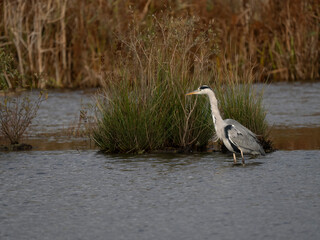 Graureiher (Ardea cinerea)