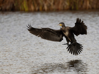 Kormoran (Phalacrocorax carbo)