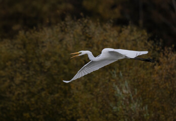 Silberreiher (Ardea alba)