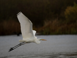Silberreiher (Ardea alba)