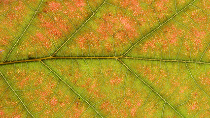 Macro photo of autumn leaves. Close-up of a colorful autumn leaf. Autumn colors.