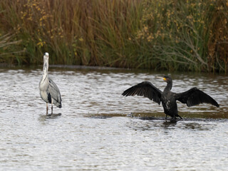 Graureiher und Kormoran