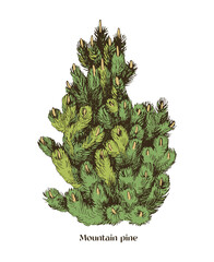 Mountain pine hand drawn vector illustration