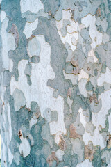 Variegated spotted texture of sycamore bark
