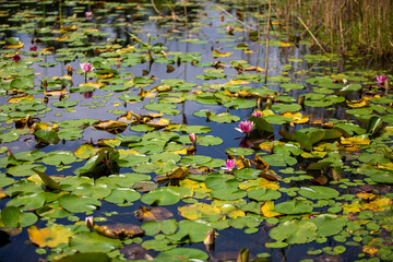 아름다운 수련이 연못에서 아름답게 피어난 풍경이다.