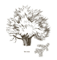 Yew tree and branch hand drawn vector