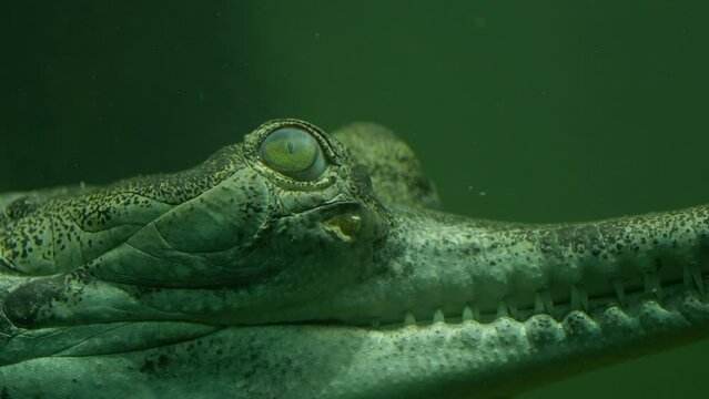 Close-up head of young crocodile floating underwater ready to attack