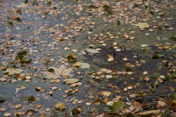 Fallen leaves frozen in a pond.