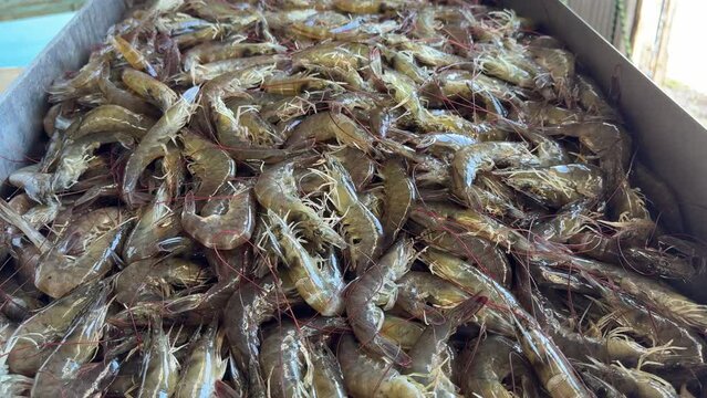 Freshly harvested marine shrimp out of aquaculture pond. Still alive.