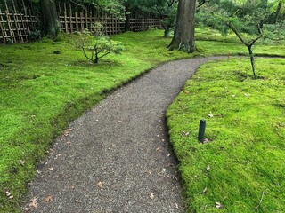 Bright moss, different plants and pathway in park