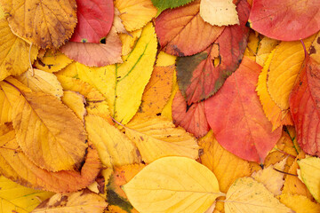 Red, yellow and green fallen leaves lie on the ground