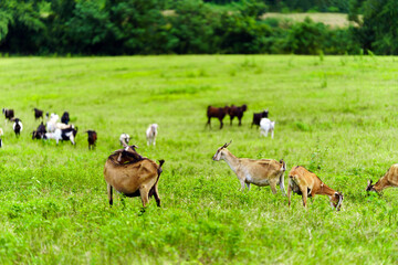 Goat farm with green pastures in rural Thailand.