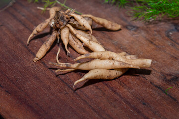 Shatavari or Asparagus racemosus roots on wooden background , herbal or ayurvedic medicine