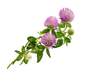 Pink clover flower, bud and leaves in a floral arrangement isolated on white or transparent...