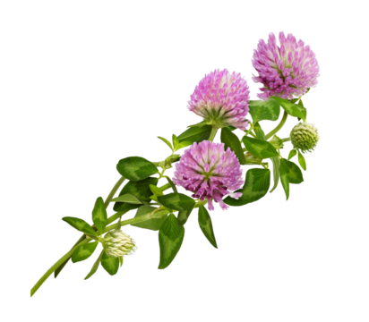 Pink clover flower, bud and leaves in a floral arrangement isolated on white or transparent background