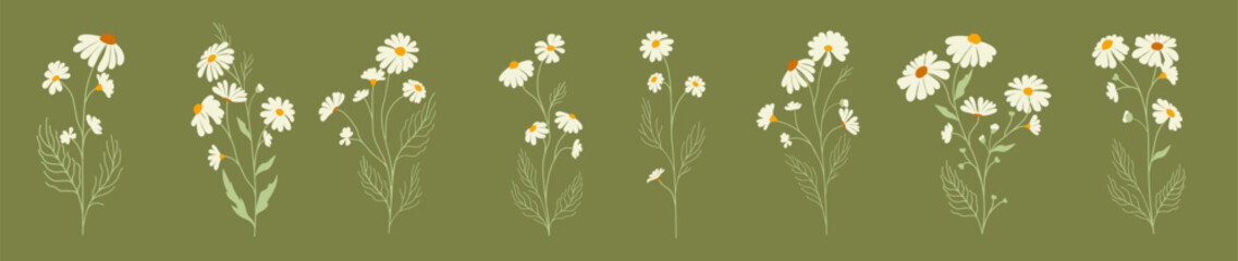 Set of daisy flowers. Chamomile illustration. Vector.