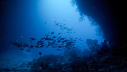 Underwater cavern entrance with school of fish swimming 