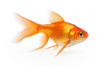 Goldfish on white background