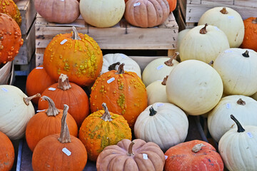 Zucche in un mercato autunnale