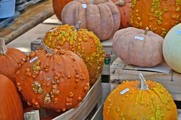Zucche in un mercato autunnale
