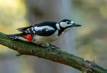 Beautiful female great spotted woodpecker on a branch in the woodland