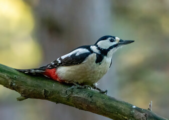 Beautiful female great spotted woodpecker on a branch in the woodland