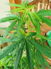 Cannabis plant with leaves. Indoor cultivation. Green background.