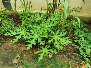 Papaya tree in the garden, Thailand. (Scientific name papaya)