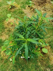 Cannabis plant growing in the garden, closeup of photo