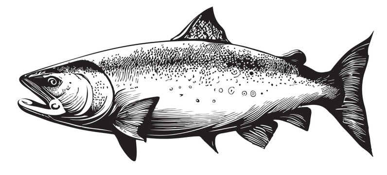 Salmon fish sketch hand drawn in doodle style Vector illustration