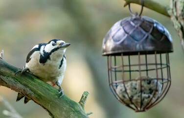 Beautiful female great spotted woodpecker on a branch in the woodland