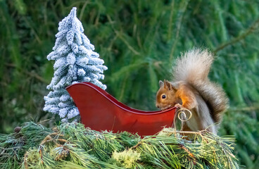 Cute little scottish red squirrel looking in Santa's sleigh for a Christmas present
