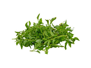 Fresh Watercress transparent png