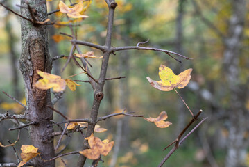 Autumn leaves. Blur background